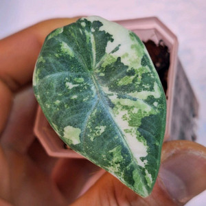 알로카시아 마하라니 화이트