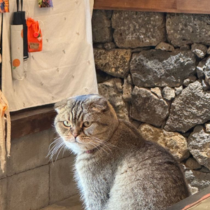 알로항 머니 1.5 삽니다