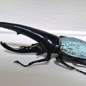 반다이 생물대도감 가챠 헤라클레스 장수풍뎅이 피규어