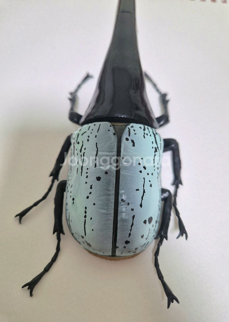 반다이 생물대도감 가챠 헤라클레스 장수풍뎅이 피규어--1