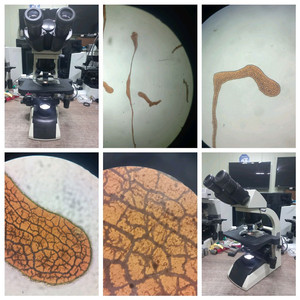 (인하) BM2000 LED 쌍안생물현미경 싸게판매합니다 이미지