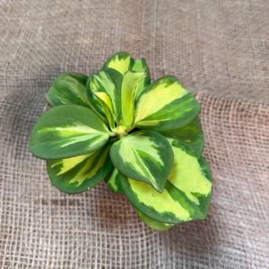 파치클라타이너 바리에가타