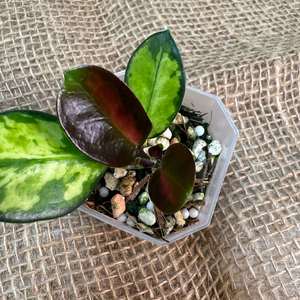 오스트랄리스 피코크