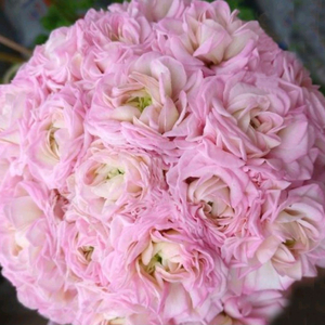 러시아제라늄 물병자리별