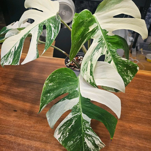 알보몬스테라 잎4장