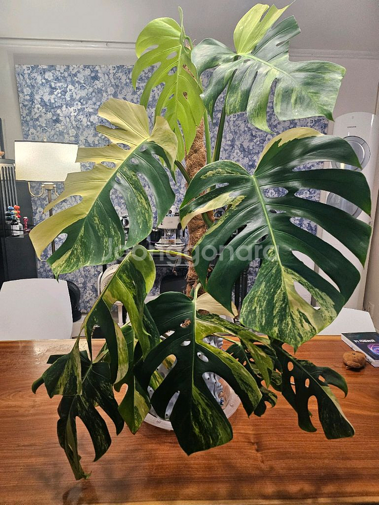 옐로우몬스테라 11장 특대품--0