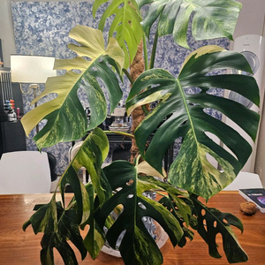 옐로우몬스테라 11장 특대품
