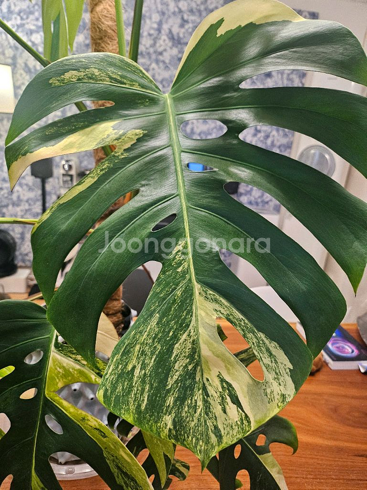 옐로우몬스테라 11장 특대품--1