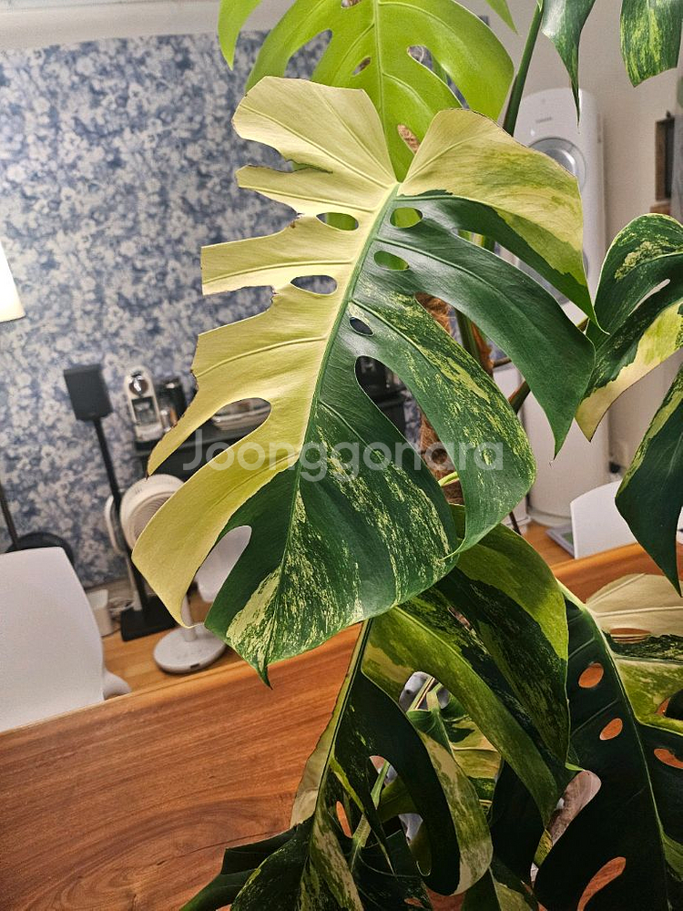 옐로우몬스테라 11장 특대품--2