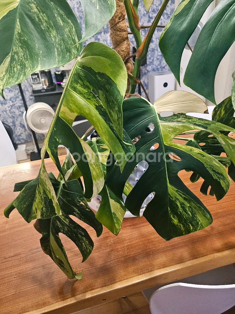 옐로우몬스테라 11장 특대품--3