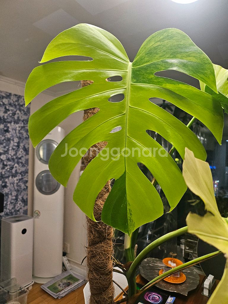 옐로우몬스테라 11장 특대품--4