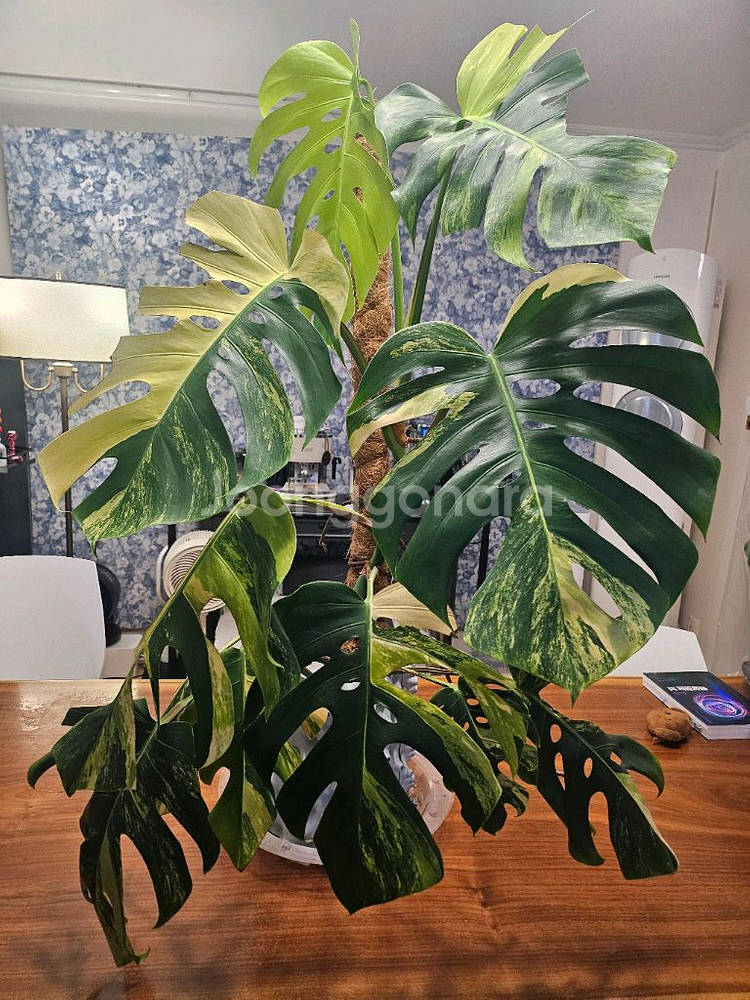 옐로우몬스테라 11장 특대품--5
