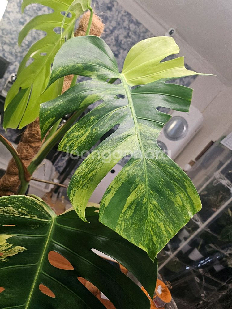 옐로우몬스테라 11장 특대품--6