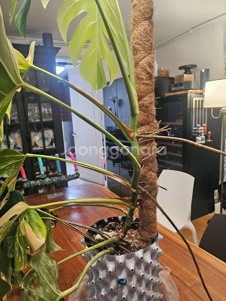 옐로우몬스테라 11장 특대품--7