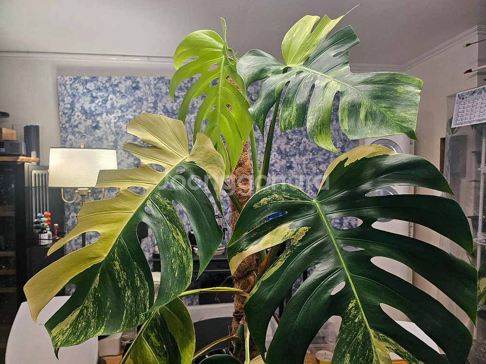 옐로우몬스테라 11장 특대품--8