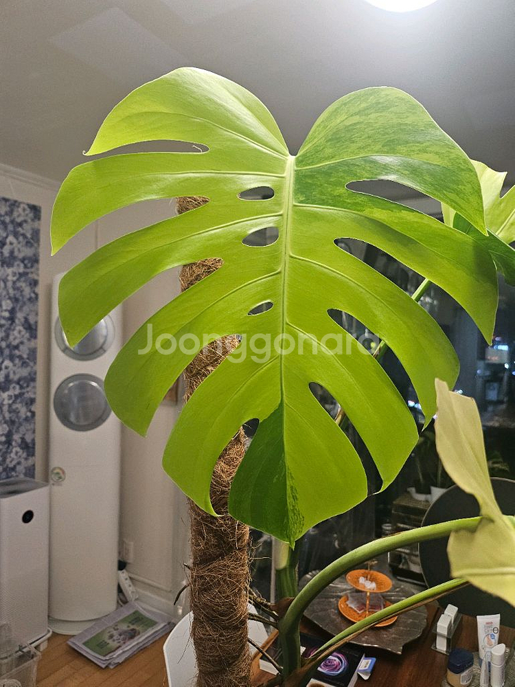 옐로우몬스테라 11장 특대품--9