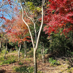 모과(4주.15점.직접작업해가세요)