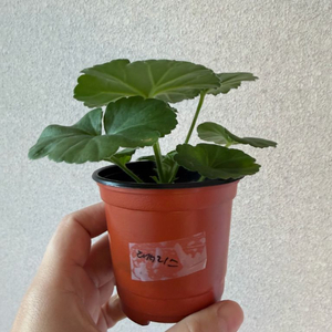 러시아제라늄3종_대너리스 아나스탸샤 버마의여왕