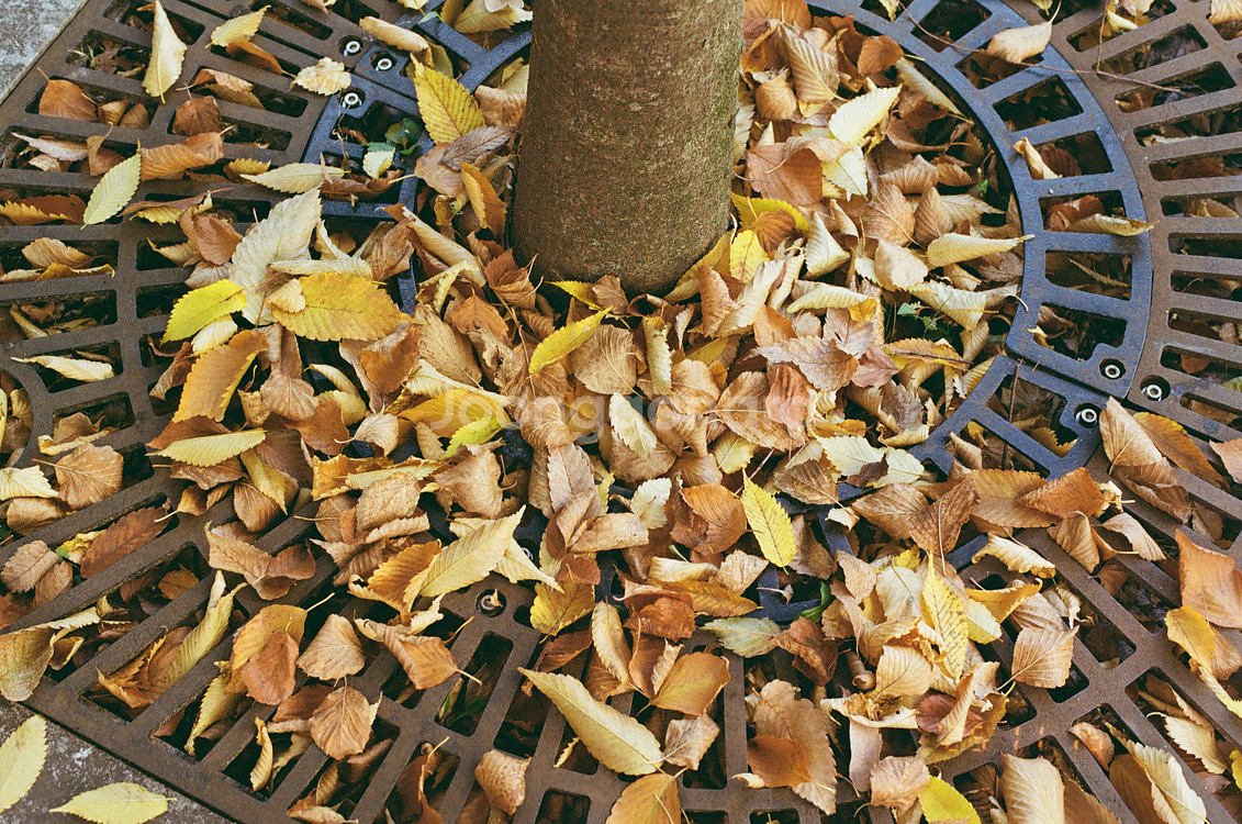 니콘 F80S 필름 카메라--8