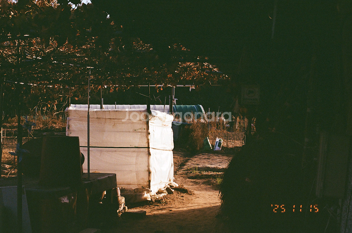 니콘 F80S 필름 카메라--9