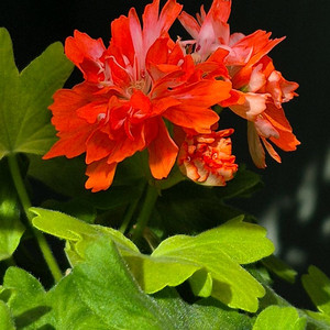 시리아모르(12호)대품