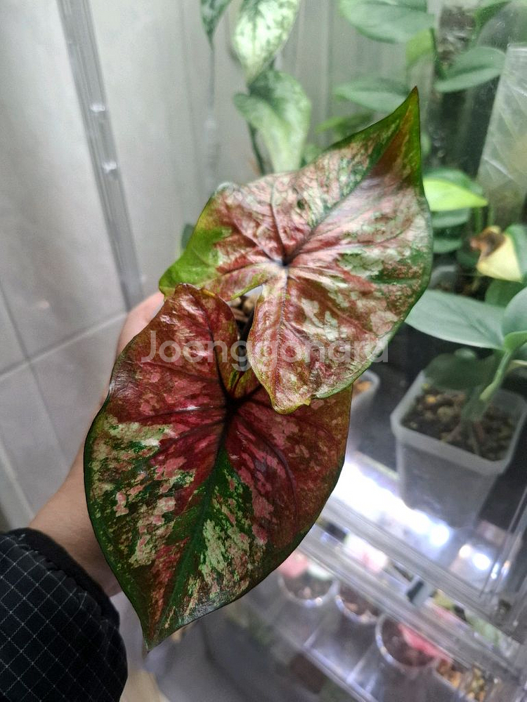 칼라디움 옵티머스--0