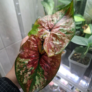 칼라디움 옵티머스