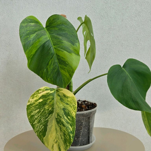 옐로우 몬스테라