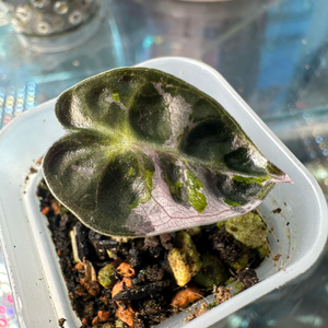 알로카시아 하트벌룬 화이트핑크 바리에가타