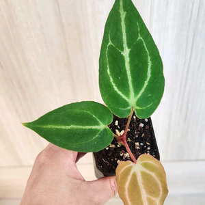 안스리움 파필 하이브리드