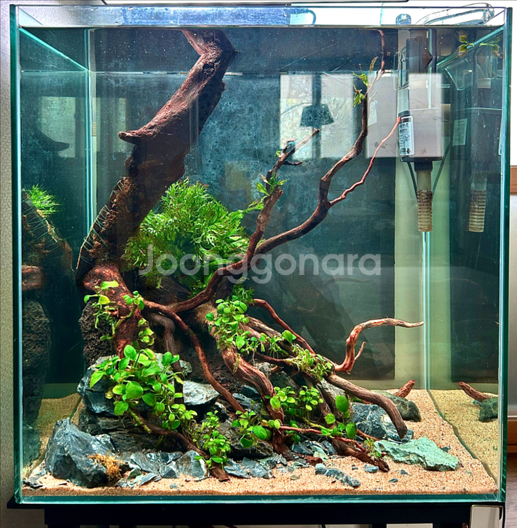 성형유목 레이아웃 어항 풀세트(배송가능)--0