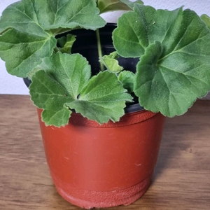 제라늄 로얄브라이트 사가