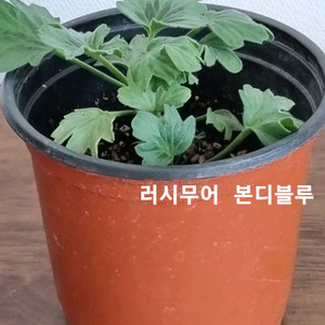 제라늄 러시무어 본디블루