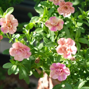 칼리브라코아 피치옐로우