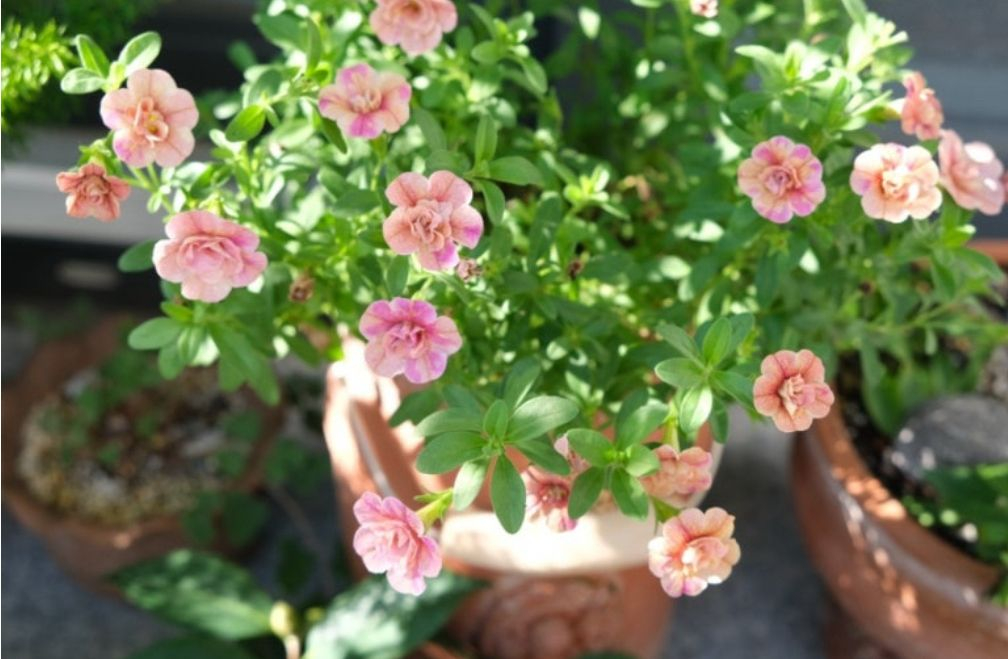 칼리브라코아 피치옐로우--1