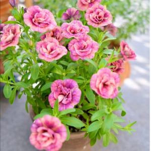 칼리브라코아 티포시29