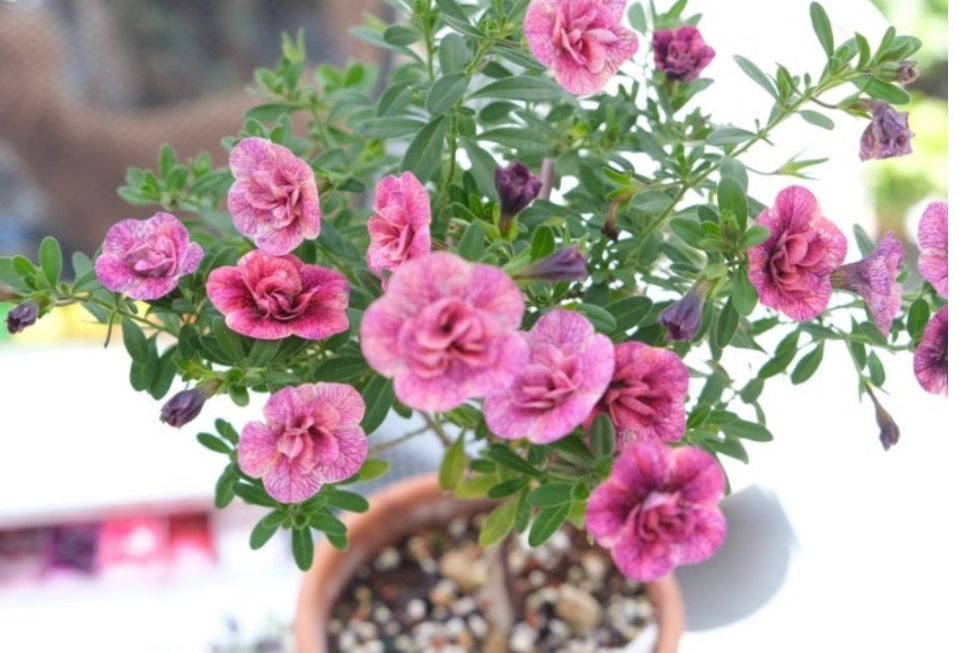 칼리브라코아 티포시29--1