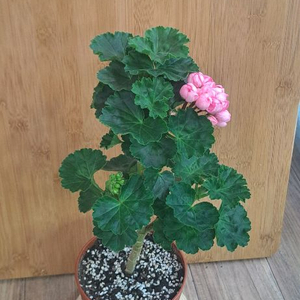 핑크판도라 유렵제라늄 중대품