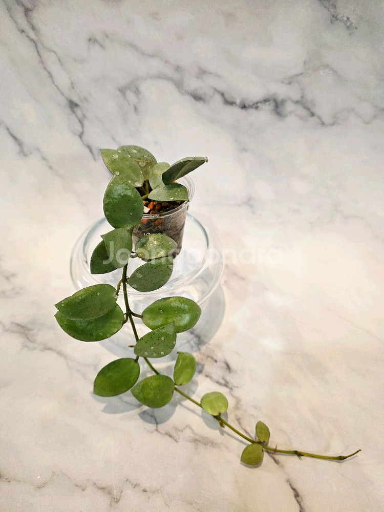 호야 라쿠노사 실버민트 3번--0