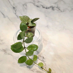 호야 라쿠노사 실버민트 3번