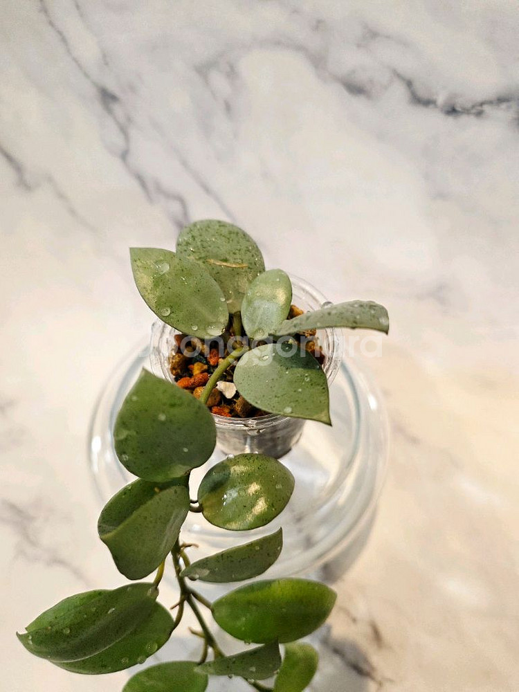 호야 라쿠노사 실버민트 3번--1