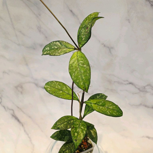 호야 크라쉬 페티올라타 스플래쉬 1번