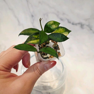 호야 라쿠노사 레드리프 3번