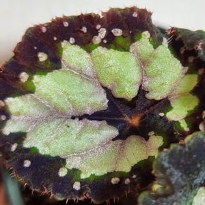 베고니아 돌체비타