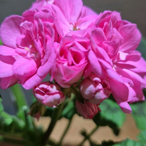 삭스달란스셀마 제라늄(러시아제라늄)