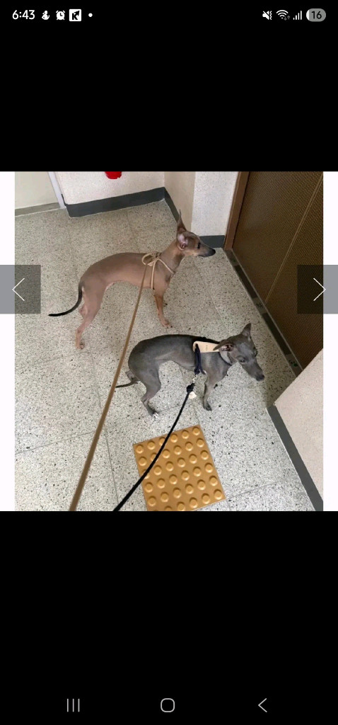 호지 올인원 하네스 HOZI 이탈리안그레이하운드 강아지용품 이미지