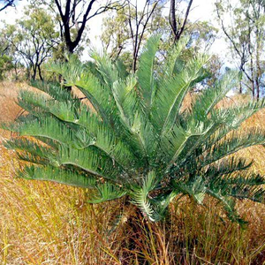 Cycas megacarpa 블루소철 자구순화묘