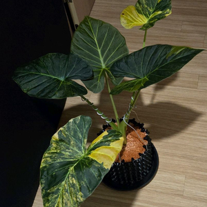 알로카시아 레갈쉴즈 옐로우 바리