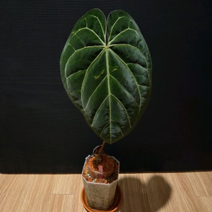 안스리움 파필리라미넘 R x 파나틱