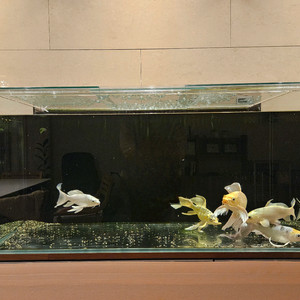 잉어, 어항세트